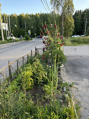 В Суховке парень устроил в клумбе огород 
